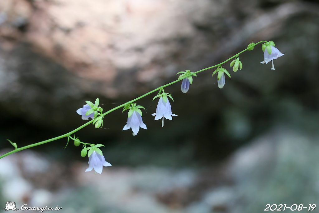 Adenophora remotiflora flower