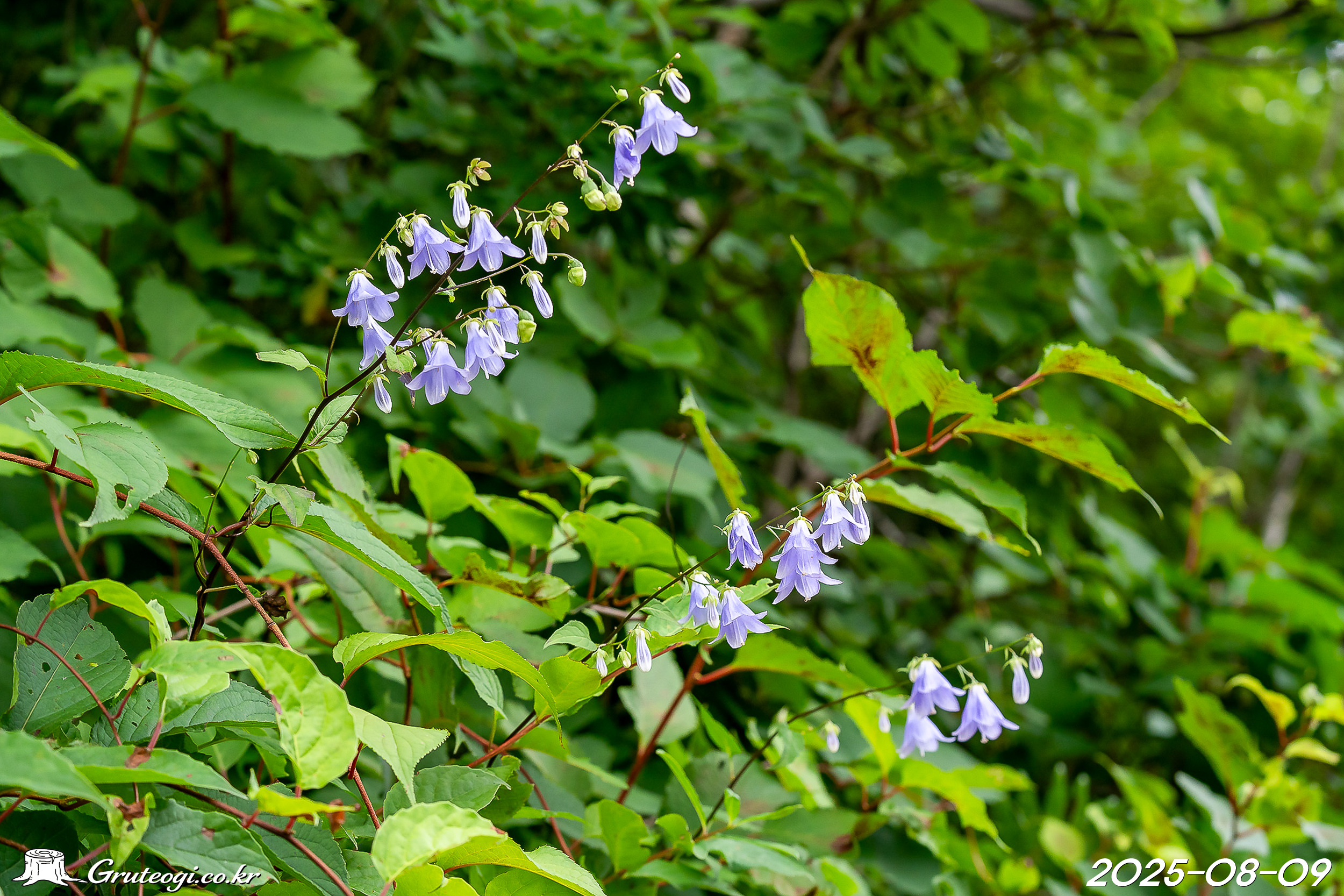 모시대 Adenophora remotiflora (Siebold & Zucc.) Miq.