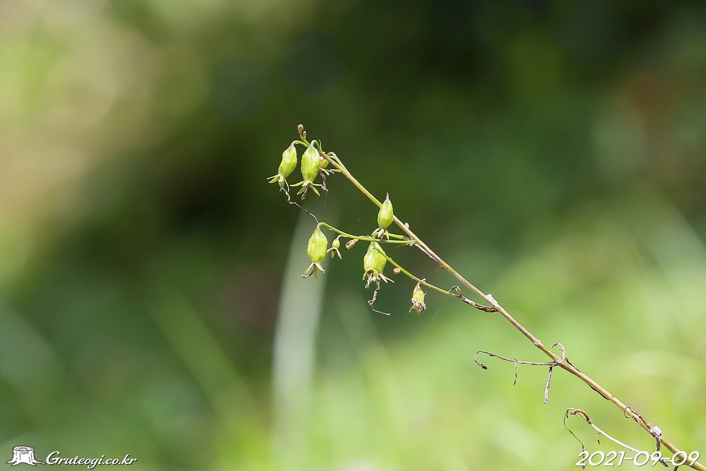 Adenophora remotiflora fruit