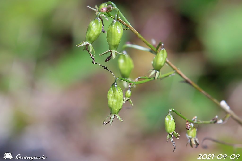 Adenophora remotiflora fruit