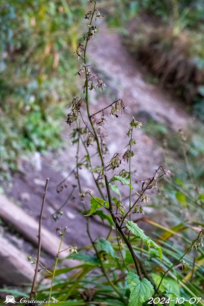 Adenophora remotiflora fruit
