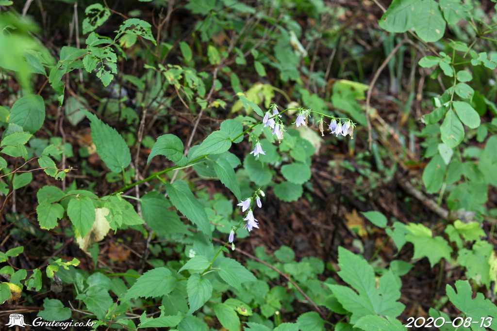 Adenophora remotiflora habit