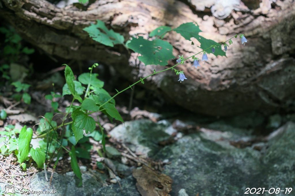 Adenophora remotiflora habit