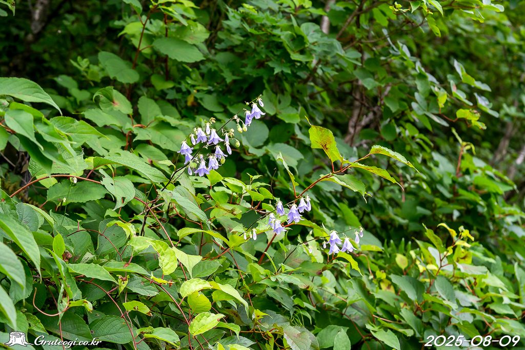 Adenophora remotiflora habit