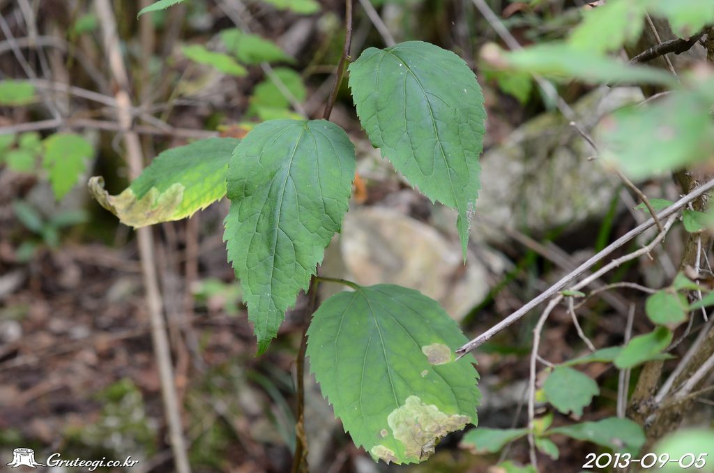 Adenophora remotiflora leaf