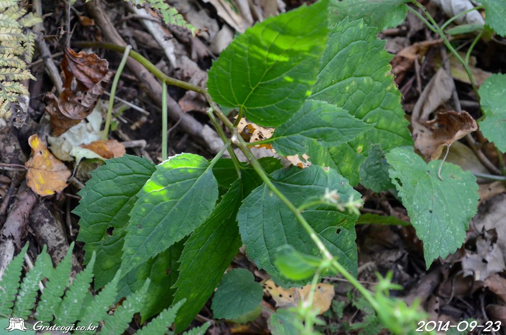Adenophora remotiflora leaf