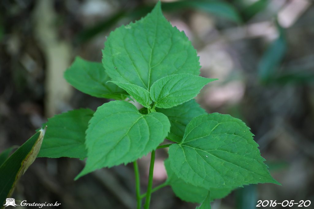 Adenophora remotiflora leaf