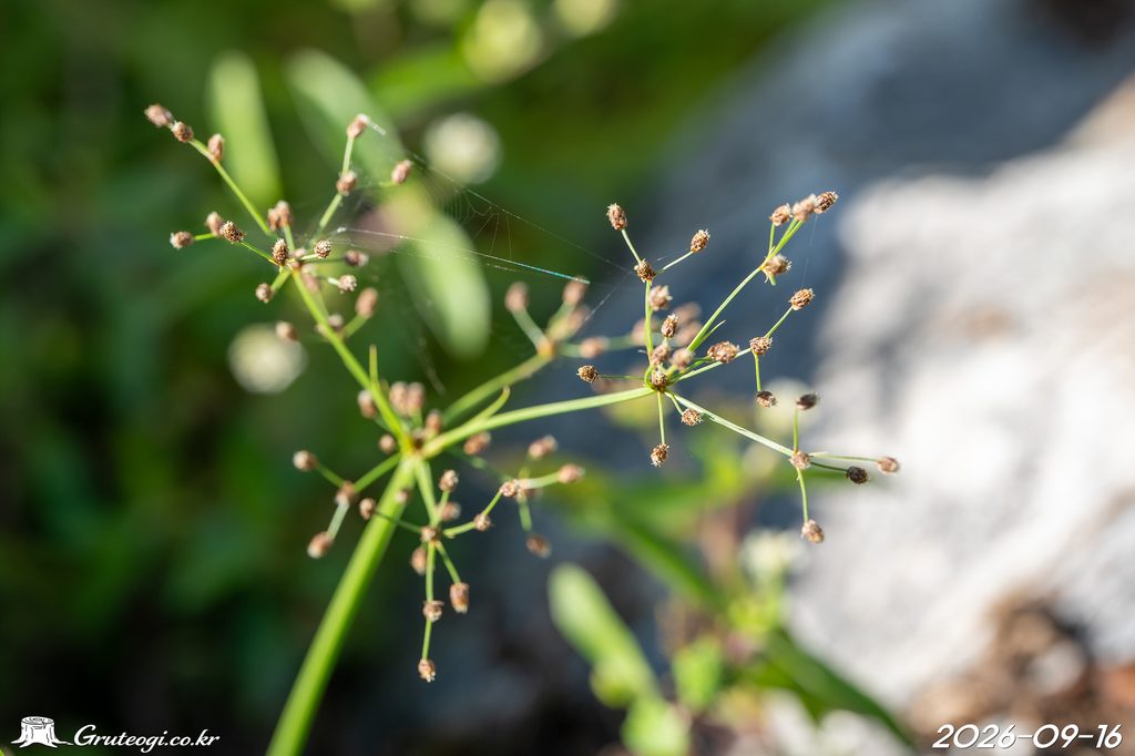 Fimbristylis littoralis flower
