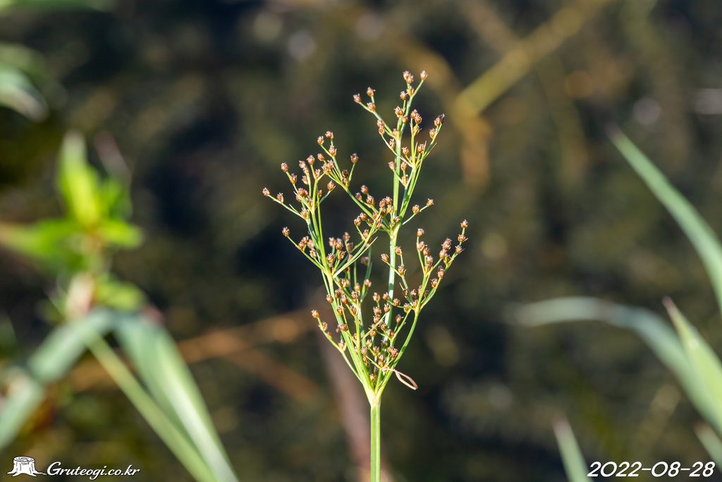 Fimbristylis littoralis flower