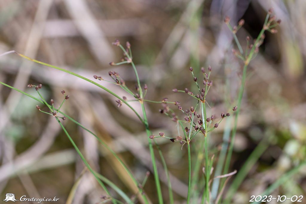 Fimbristylis littoralis flower