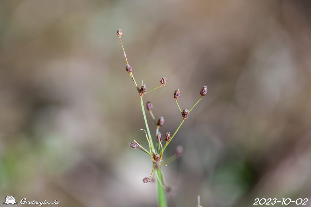 Fimbristylis littoralis flower
