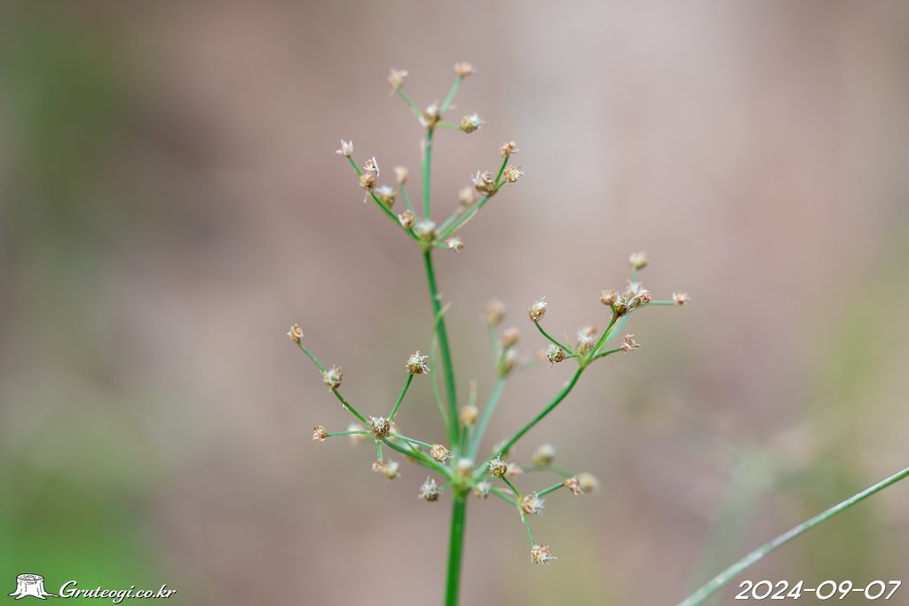 Fimbristylis littoralis flower