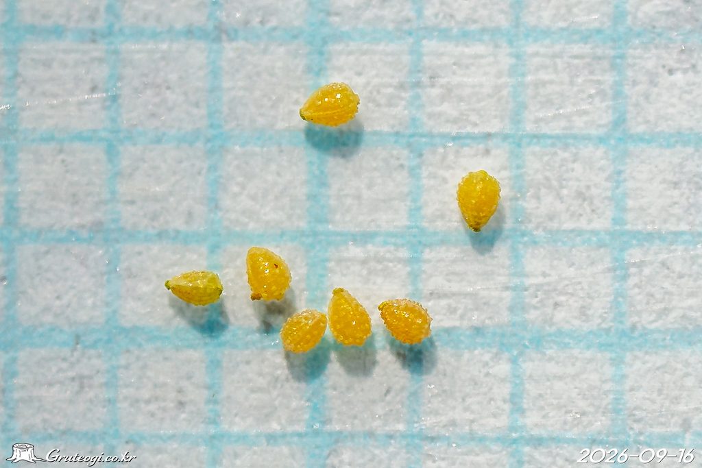 Fimbristylis littoralis fruit