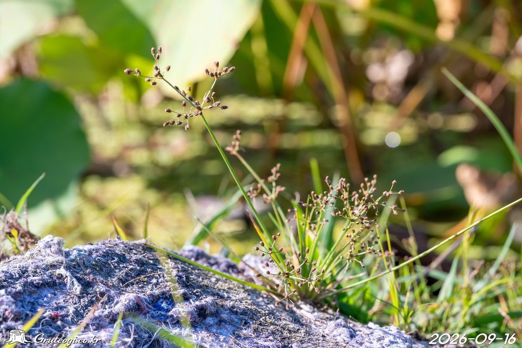 Fimbristylis littoralis habit