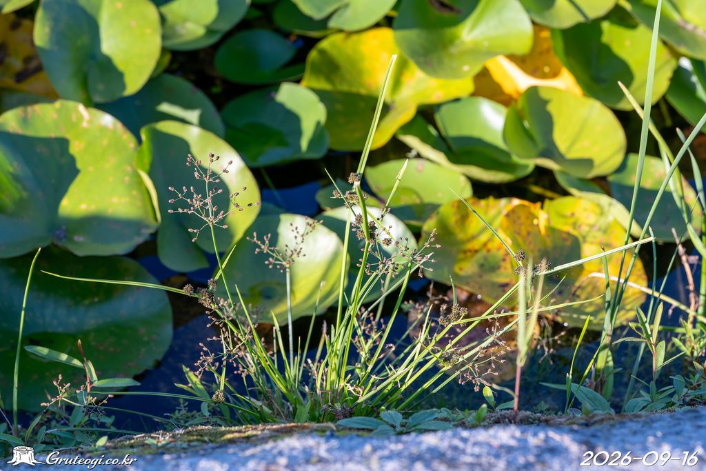 Fimbristylis littoralis habit