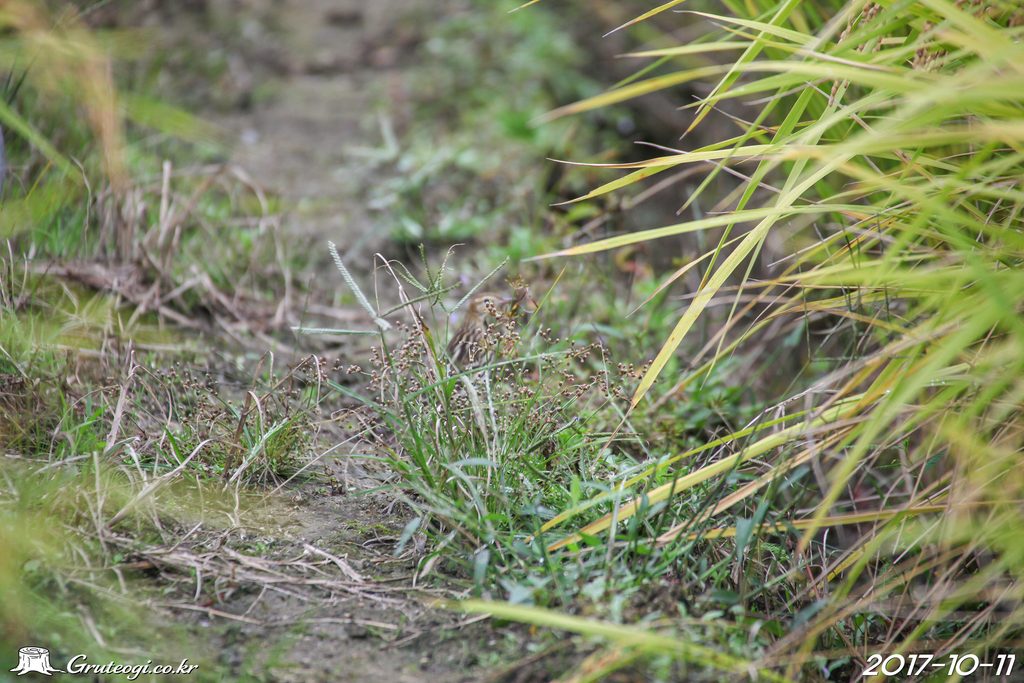 Fimbristylis littoralis habit