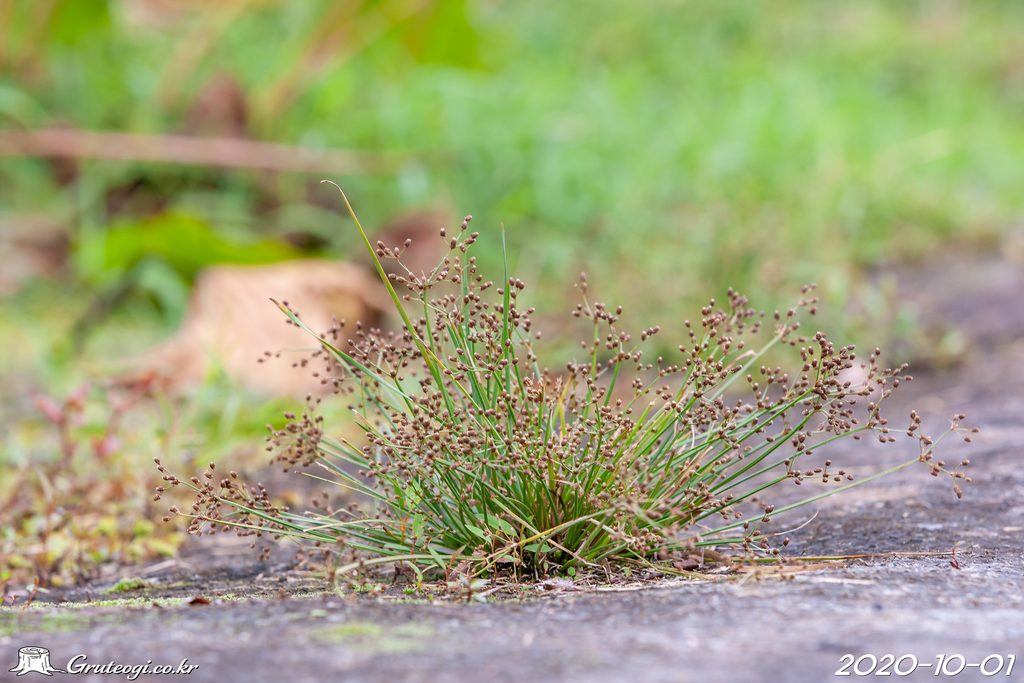 Fimbristylis littoralis habit
