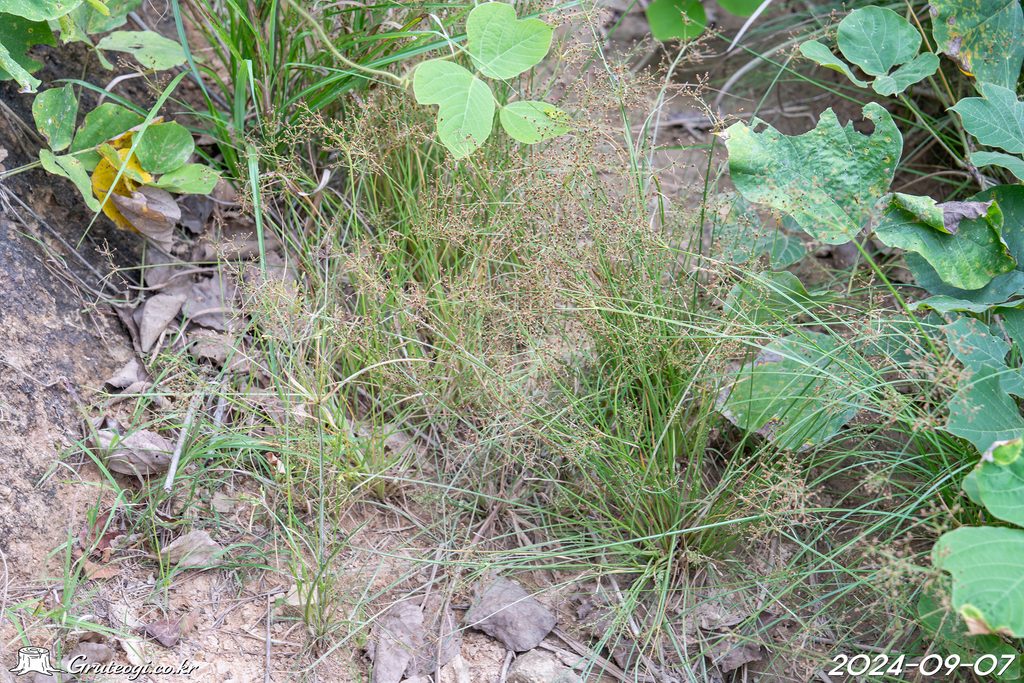Fimbristylis littoralis habit