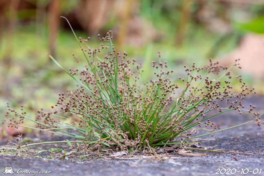 Fimbristylis littoralis habit main