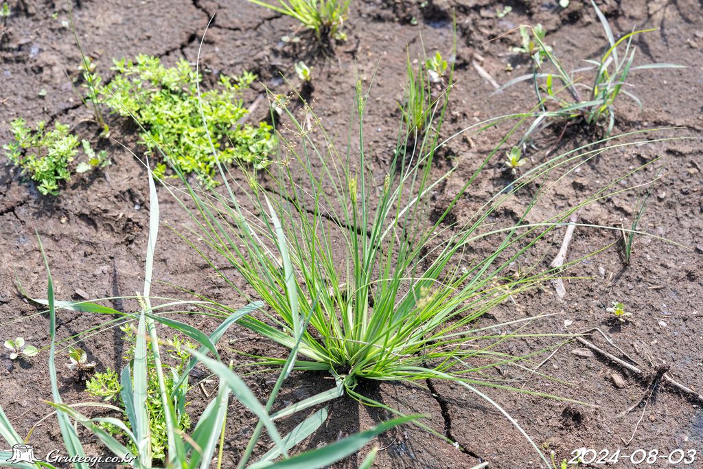 Fimbristylis littoralis leaf