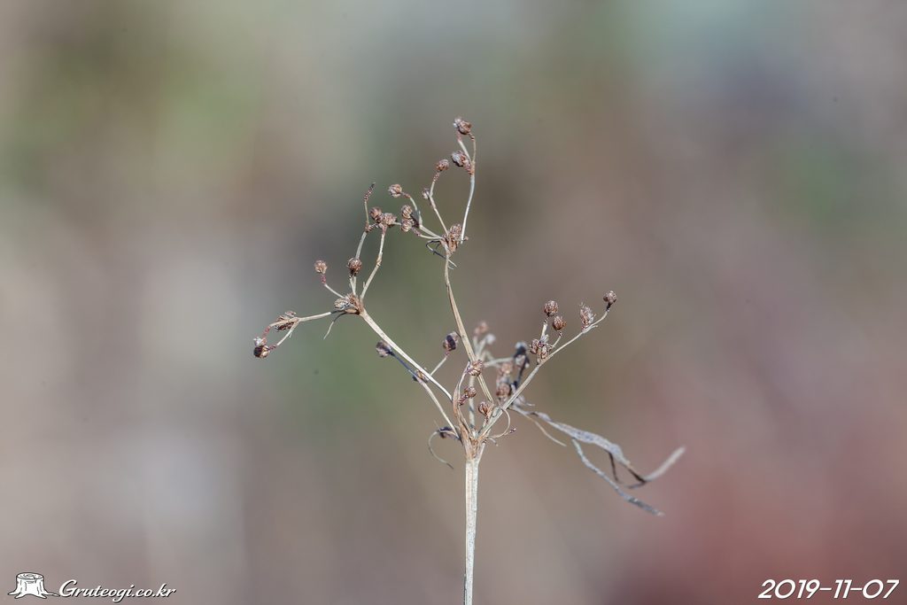 Fimbristylis littoralis winter