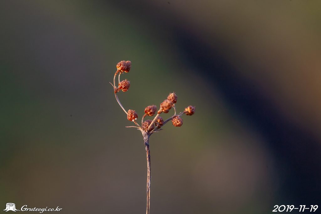 Fimbristylis littoralis winter