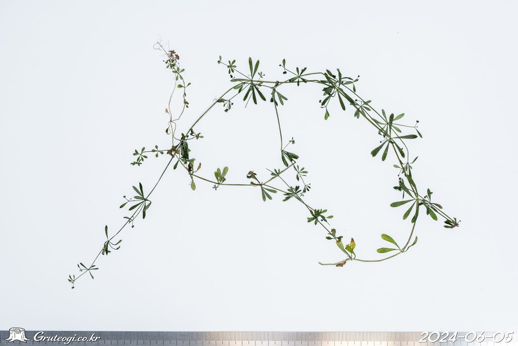 Galium spurium etc