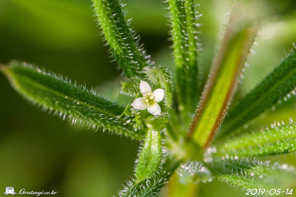Galium spurium flower
