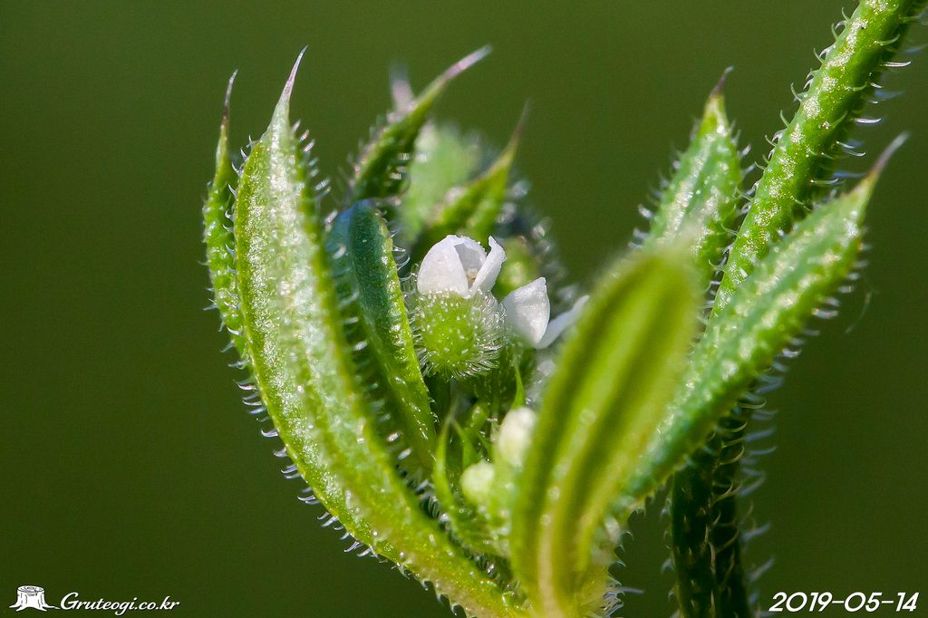 Galium spurium flower
