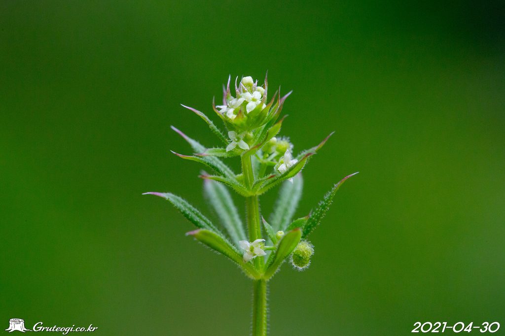 Galium spurium flower