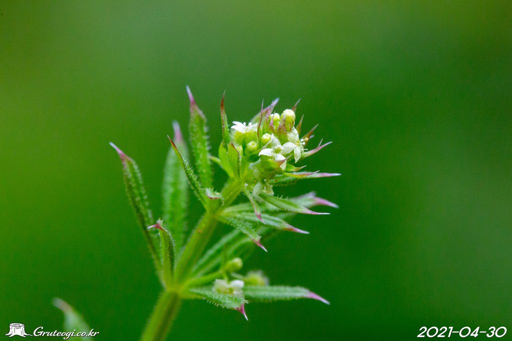 Galium spurium flower