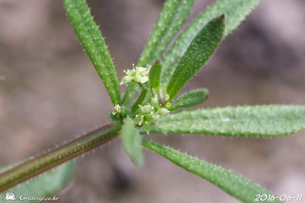 Galium spurium flower