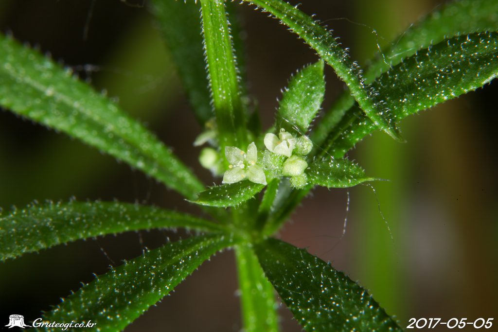 Galium spurium flower