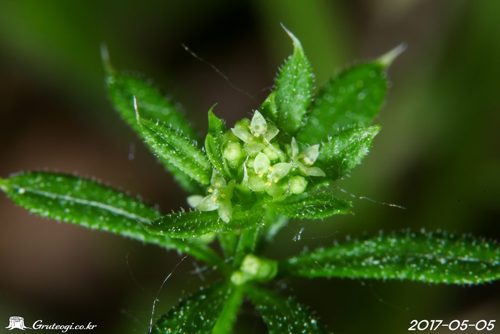 Galium spurium flower