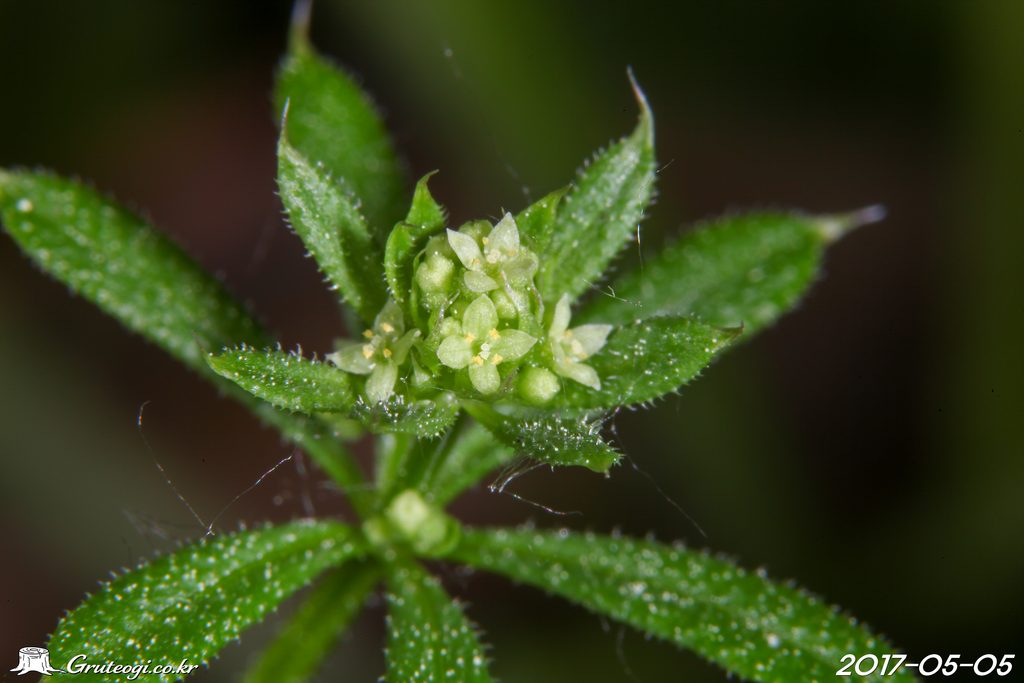 Galium spurium flower main
