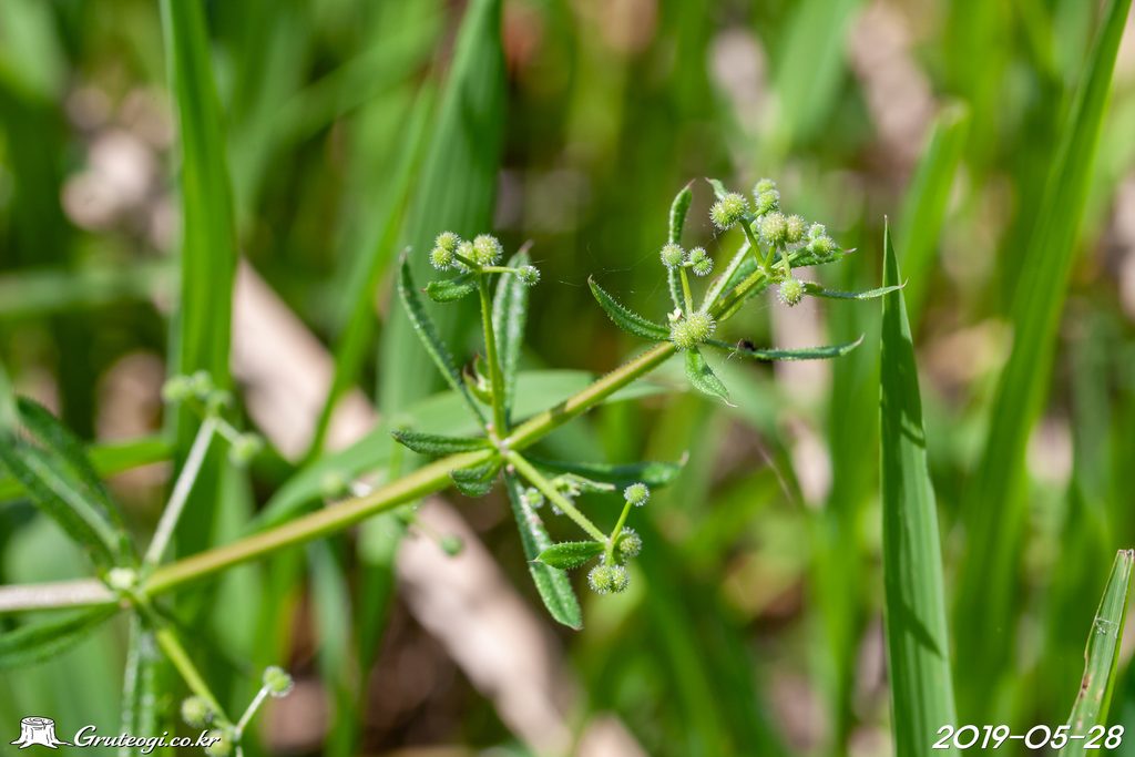 Galium spurium fruit