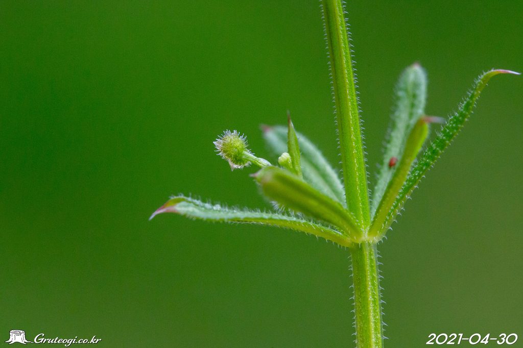Galium spurium fruit