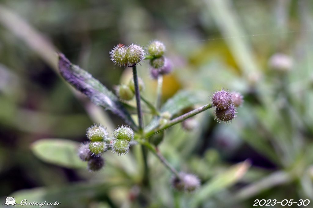 Galium spurium fruit