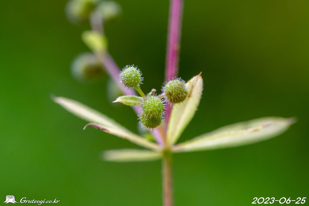 Galium spurium fruit
