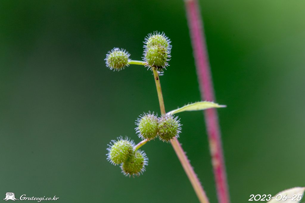 Galium spurium fruit