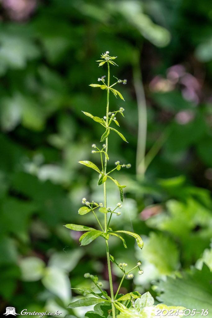 Galium spurium fruit