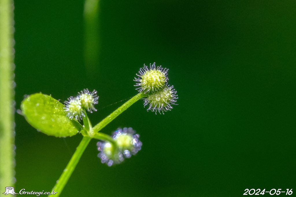 Galium spurium fruit