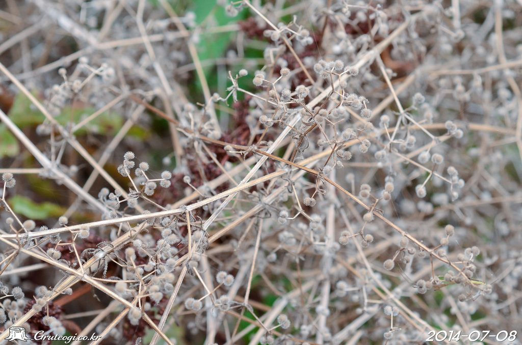 Galium spurium fruit