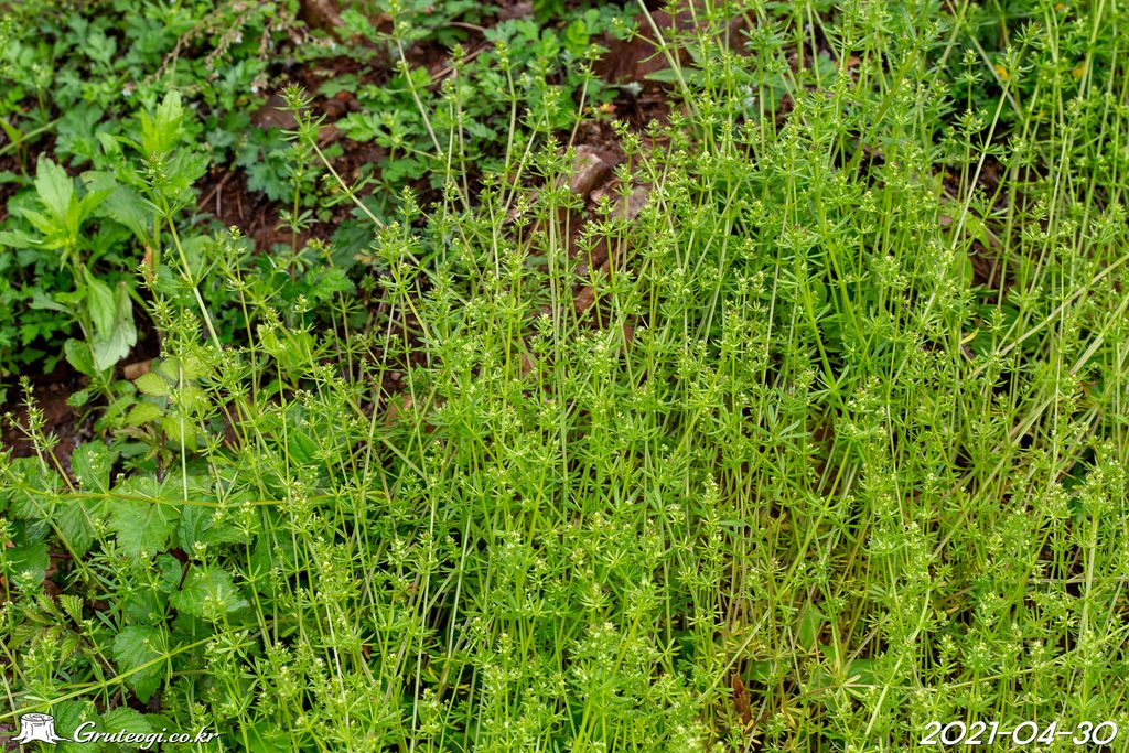 Galium spurium habit