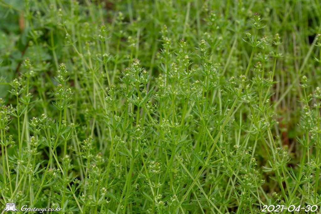 Galium spurium habit