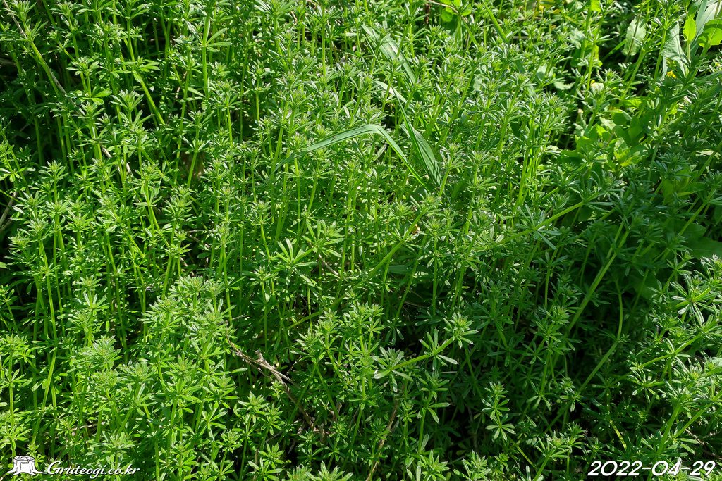 Galium spurium habit