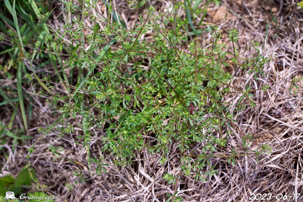 Galium spurium habit