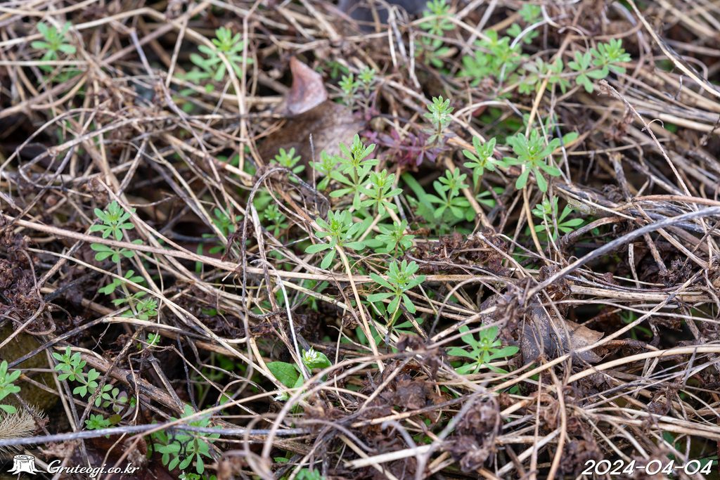Galium spurium habit