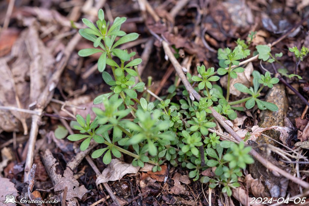 Galium spurium habit
