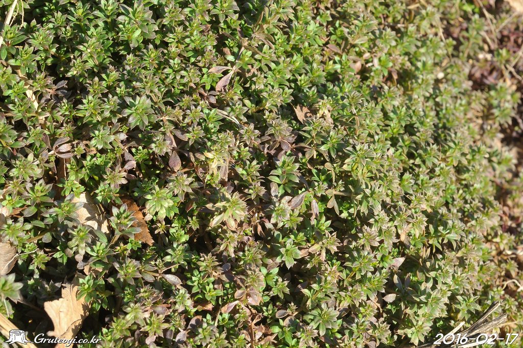 Galium spurium habit